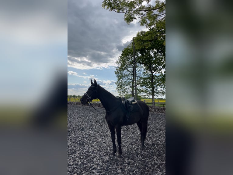 Holsteiner Stute 14 Jahre 164 cm Schwarzbrauner in Heidgraben