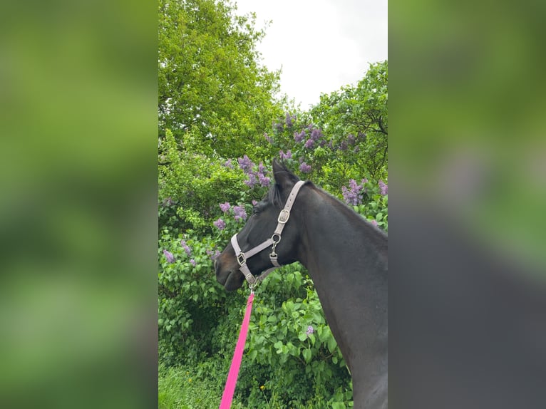 Holsteiner Stute 14 Jahre 164 cm Schwarzbrauner in Heidgraben