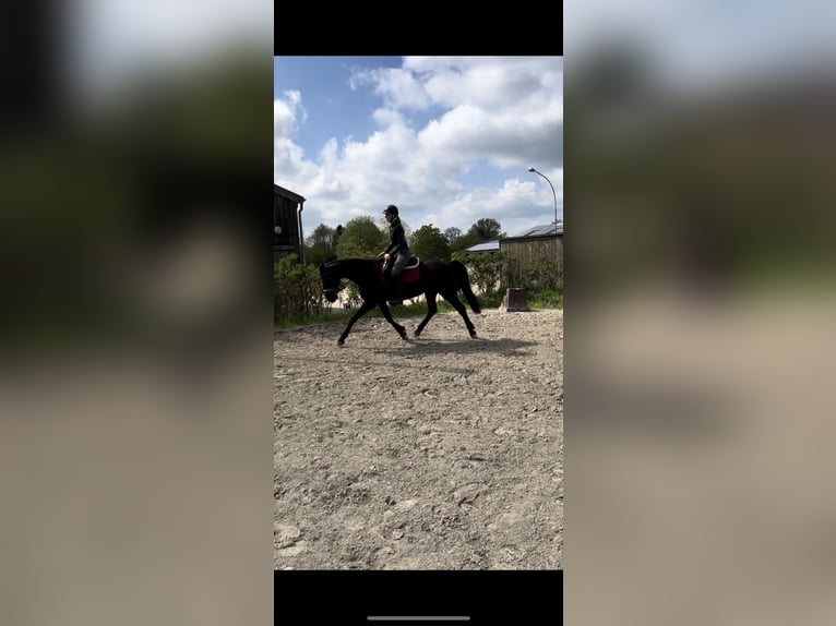 Holsteiner Stute 14 Jahre 164 cm Schwarzbrauner in Heidgraben
