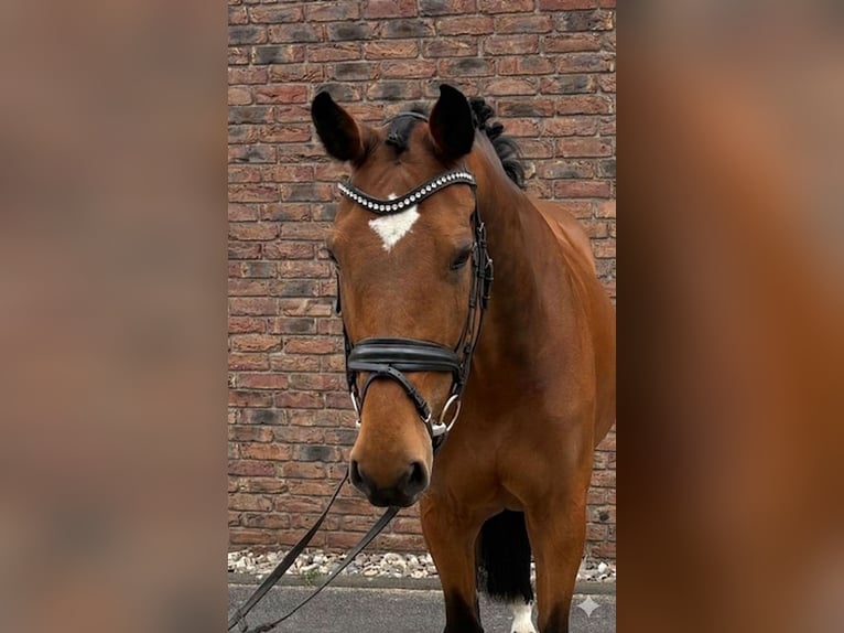 Holsteiner Stute 14 Jahre 165 cm Brauner in Niederkassel
