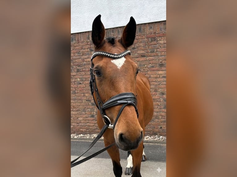 Holsteiner Stute 14 Jahre 165 cm Brauner in Niederkassel