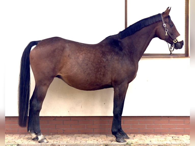 Holsteiner Stute 14 Jahre 165 cm Brauner in Słupsk