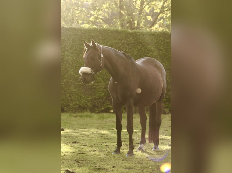 Holsteiner Stute 14 Jahre 165 cm Brauner in Słupsk