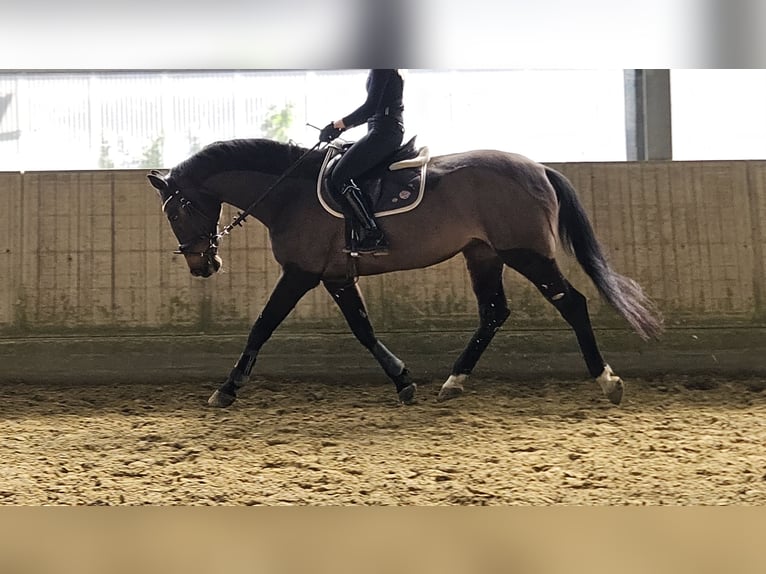 Holsteiner Stute 14 Jahre 165 cm Schwarzbrauner in Wachtendonk