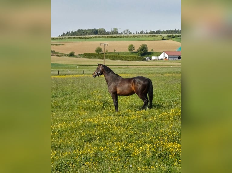Holsteiner Stute 14 Jahre 165 cm Schwarzbrauner in Illmensee