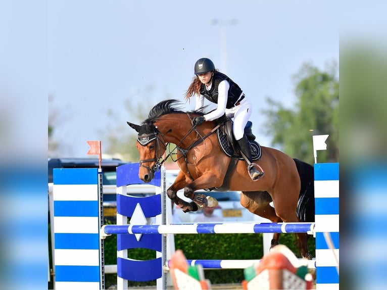 Holsteiner Mix Stute 14 Jahre 166 cm Brauner in Mabella North, Seeb