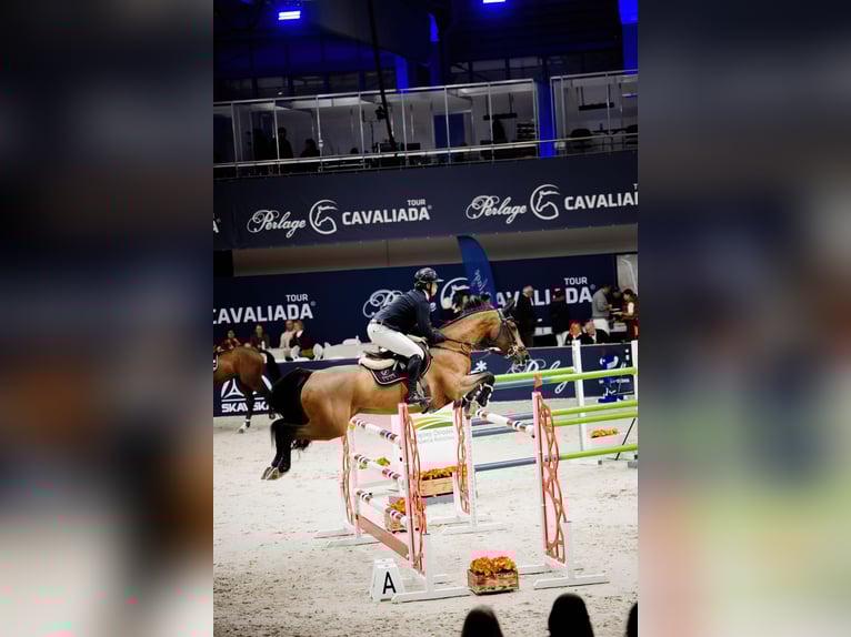 Holsteiner Stute 14 Jahre 167 cm Brauner in Komorniki