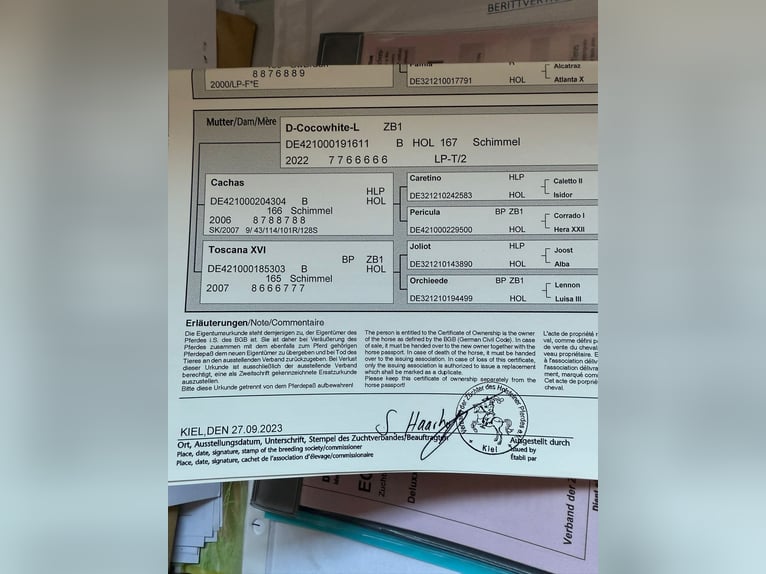 Holsteiner Stute 14 Jahre 167 cm in Leck