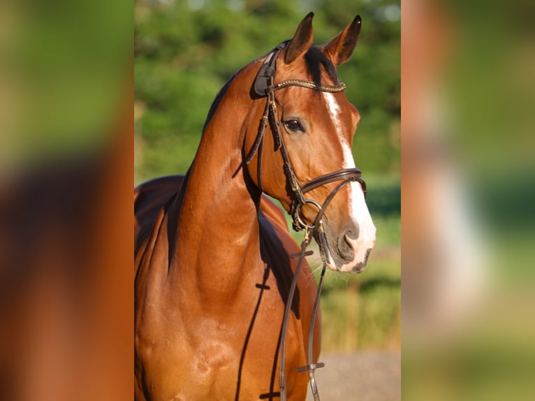 Holsteiner Stute 14 Jahre 168 cm Brauner in Rickling