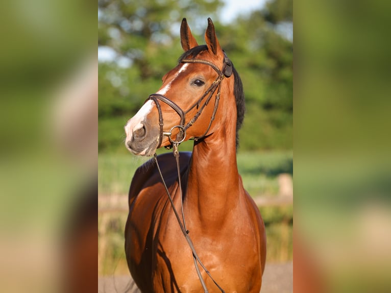 Holsteiner Stute 14 Jahre 168 cm Brauner in Rickling