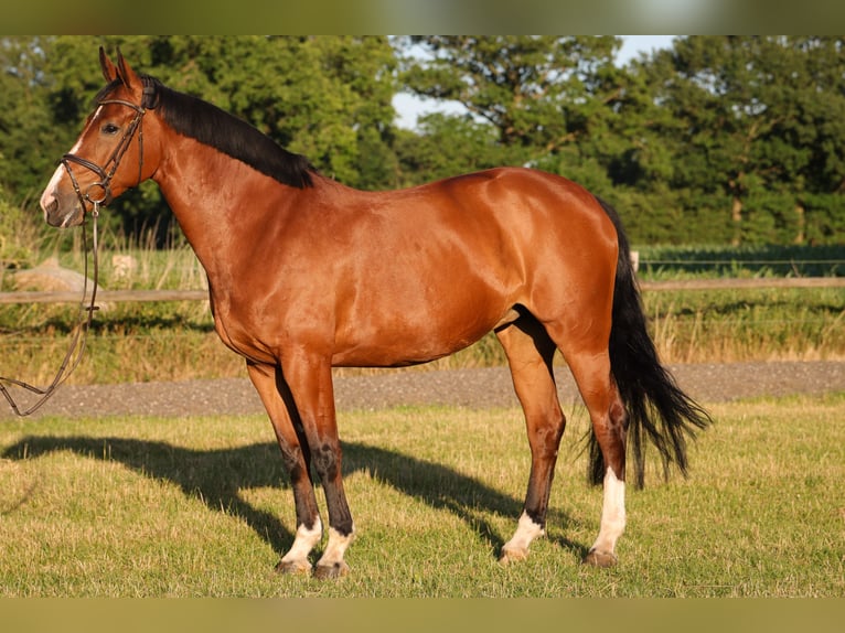 Holsteiner Stute 14 Jahre 168 cm Brauner in Rickling