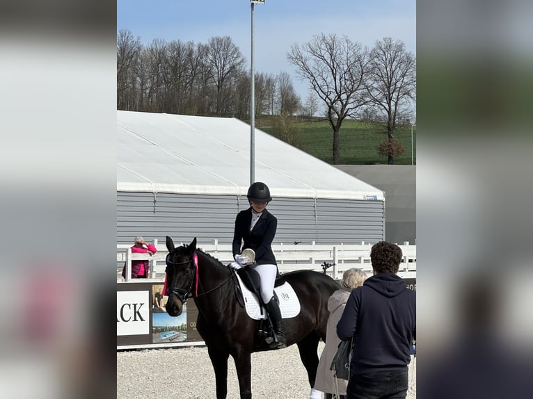 Holsteiner Stute 14 Jahre 168 cm Rappe in Forst