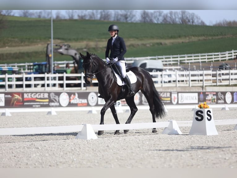Holsteiner Stute 14 Jahre 168 cm Rappe in Forst
