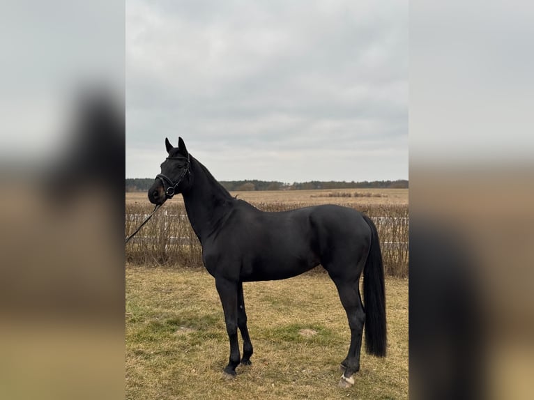 Holsteiner Stute 14 Jahre 168 cm Rappe in Forst