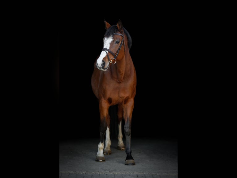 Holsteiner Stute 14 Jahre 175 cm Brauner in Steinheim