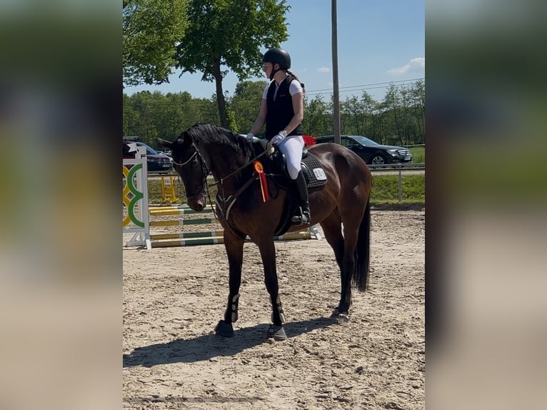 Holsteiner Stute 14 Jahre 179 cm  in Espelkamp