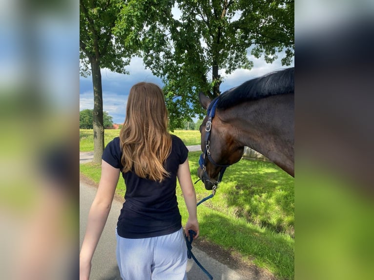 Holsteiner Stute 14 Jahre 179 cm  in Espelkamp