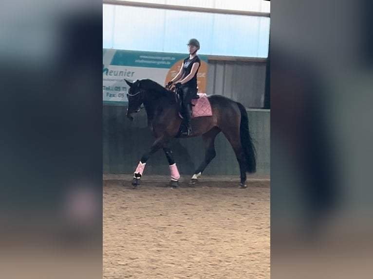 Holsteiner Stute 14 Jahre 179 cm  in Espelkamp