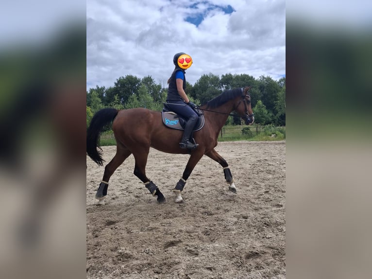 Holsteiner Stute 15 Jahre 158 cm Brauner in Weeze