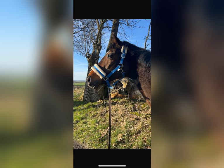 Holsteiner Stute 15 Jahre 160 cm Brauner in Vietlübbe