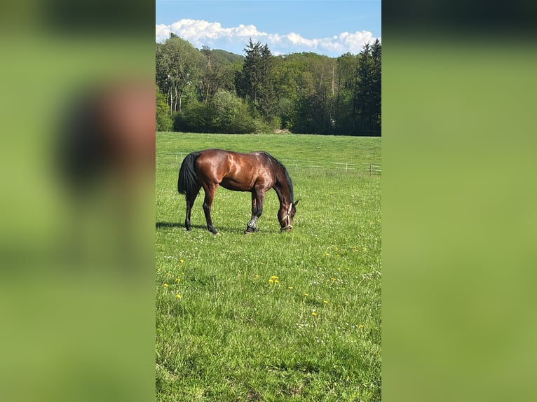 Holsteiner Stute 15 Jahre 162 cm Brauner in Arnsberg