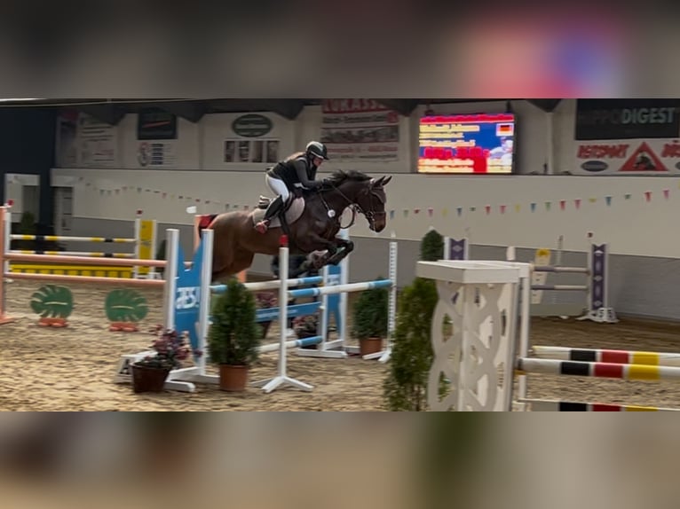 Holsteiner Stute 15 Jahre 162 cm Brauner in Arnsberg