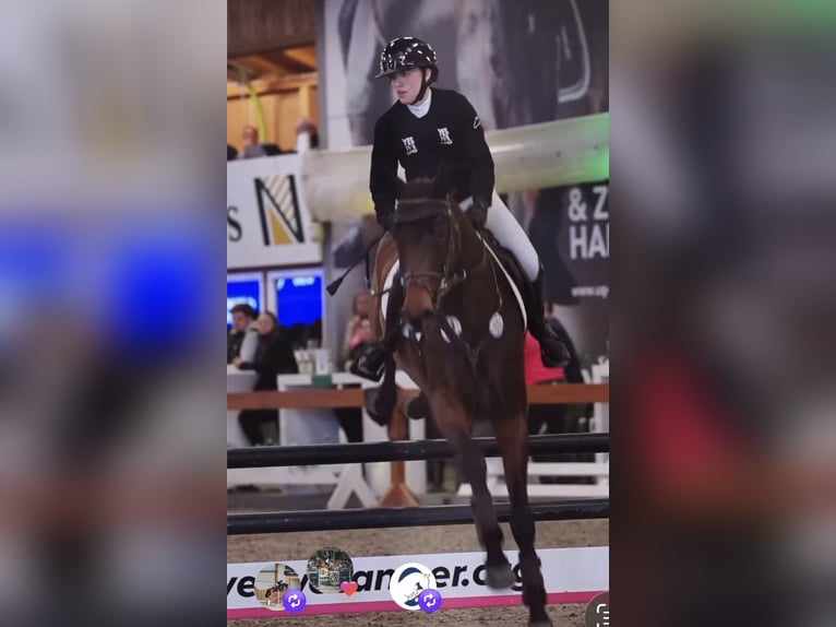 Holsteiner Stute 15 Jahre 162 cm Brauner in Arnsberg