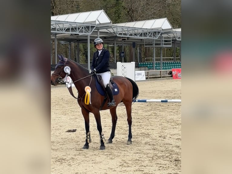 Holsteiner Stute 15 Jahre 162 cm Brauner in Arnsberg