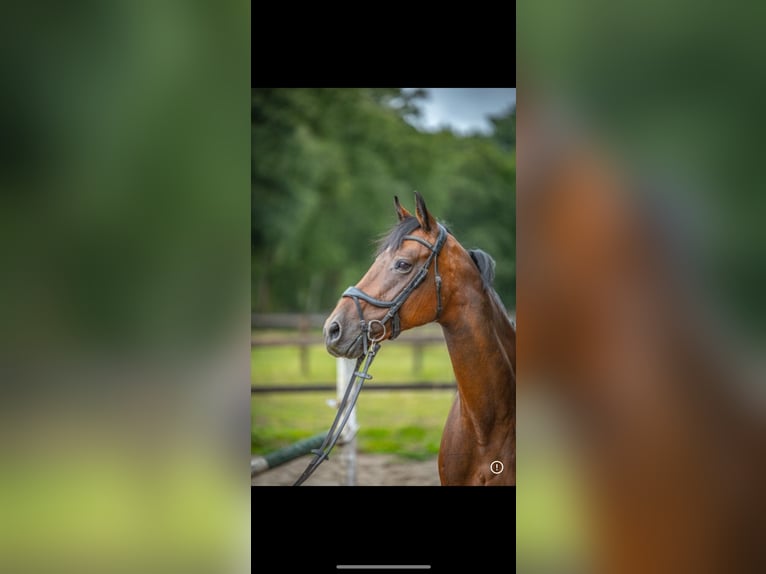 Holsteiner Stute 15 Jahre 163 cm Dunkelbrauner in Raesfeld