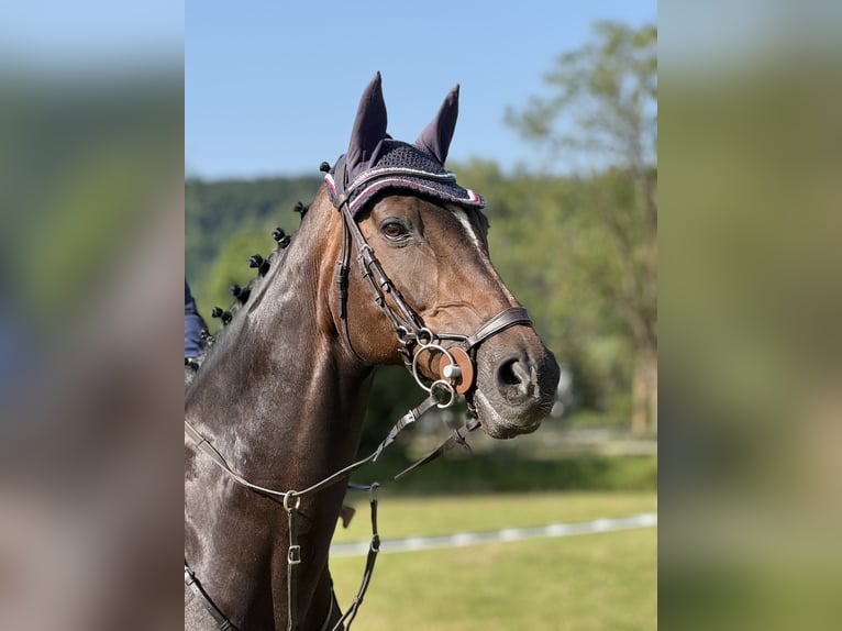 Holsteiner Stute 15 Jahre 163 cm Dunkelbrauner in Großmehring
