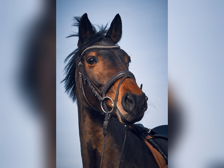 Holsteiner Stute 15 Jahre 165 cm Brauner in Lippetal