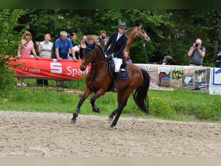 Holsteiner Stute 15 Jahre 165 cm Brauner in Seeon-Seebruck