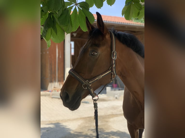 Holsteiner Stute 15 Jahre 165 cm Brauner in Seeon-Seebruck