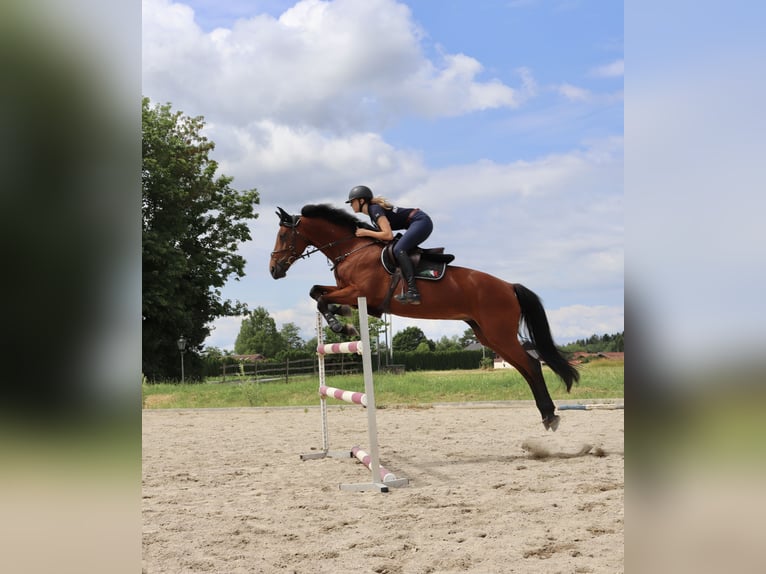 Holsteiner Stute 15 Jahre 165 cm Brauner in Seeon-Seebruck