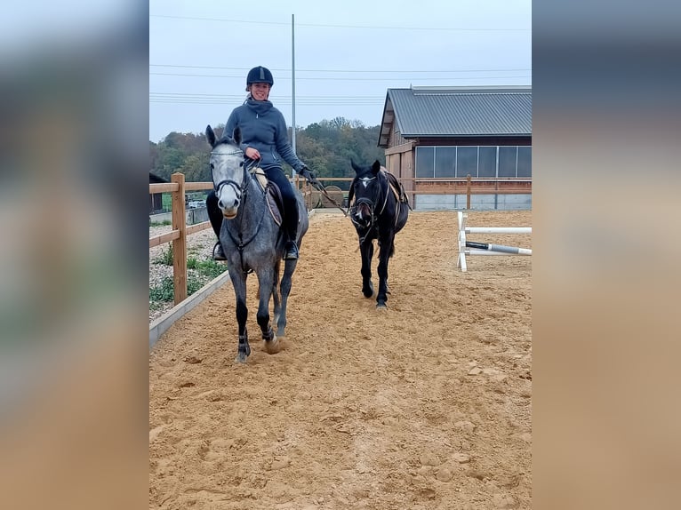 Holsteiner Stute 15 Jahre 166 cm Brauner in Echzell