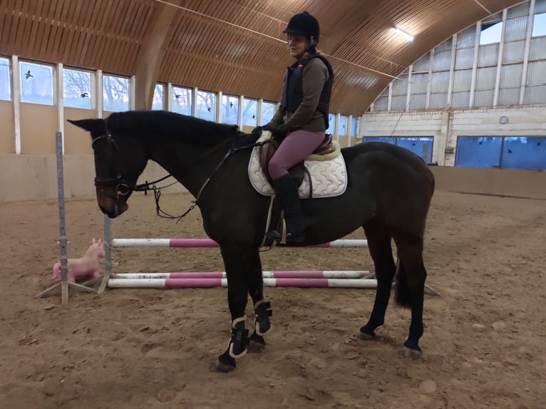 Holsteiner Stute 15 Jahre 166 cm Brauner in Echzell