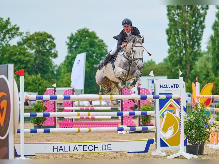 Holsteiner Stute 15 Jahre 166 cm Schimmel in Buxtehude