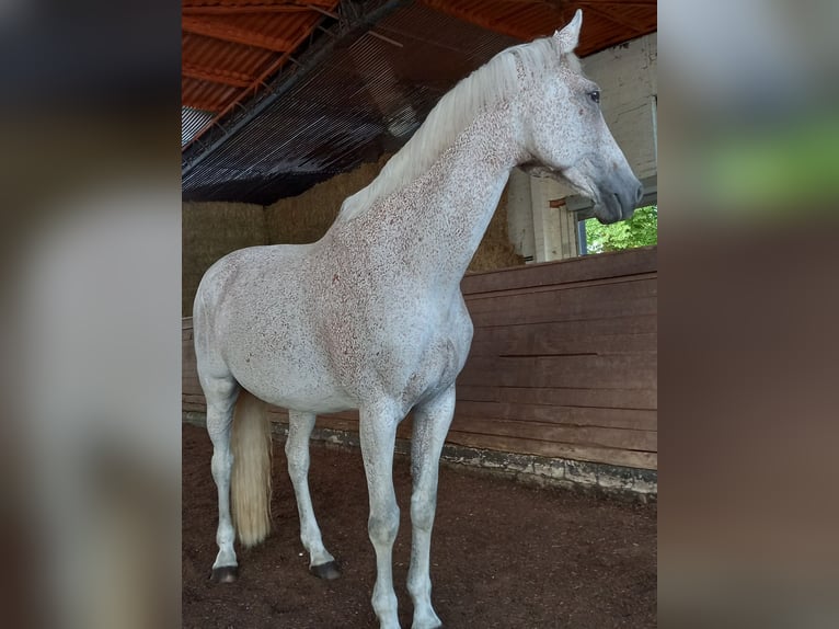 Holsteiner Stute 15 Jahre 168 cm Fliegenschimmel in M&#xF6;lln