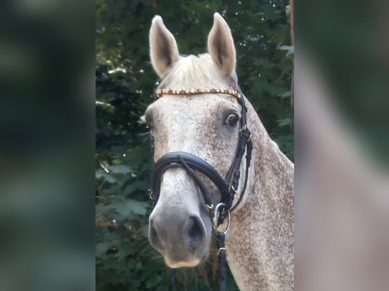 Holsteiner Stute 15 Jahre 168 cm Fliegenschimmel in M&#xF6;lln