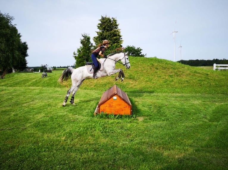 Holsteiner Stute 15 Jahre 168 cm Schimmel in Steinenbronn