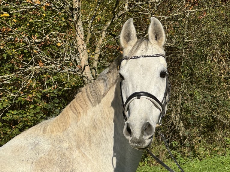 Holsteiner Stute 15 Jahre 168 cm Schimmel in Steinenbronn