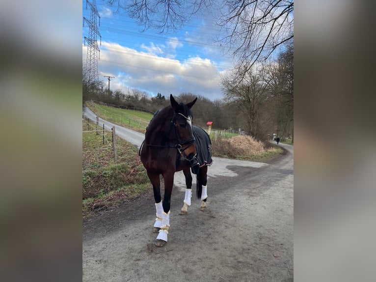Holsteiner Stute 15 Jahre 170 cm Brauner in Idstein