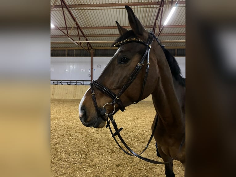 Holsteiner Stute 15 Jahre 170 cm Brauner in Villmar