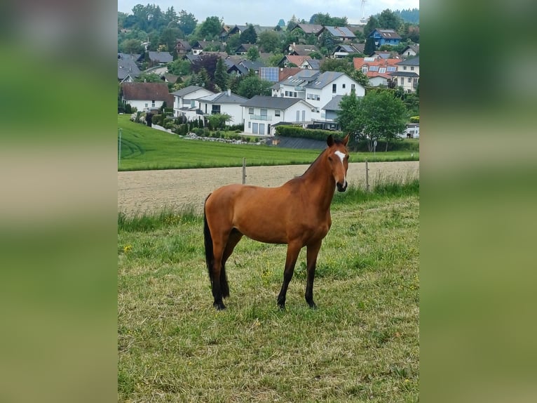 Holsteiner Stute 15 Jahre Brauner in Illmensee