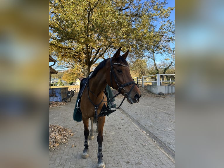 Holsteiner Stute 16 Jahre 163 cm Brauner in Teupitz