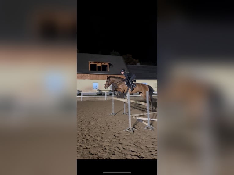 Holsteiner Stute 16 Jahre 163 cm Brauner in Teupitz