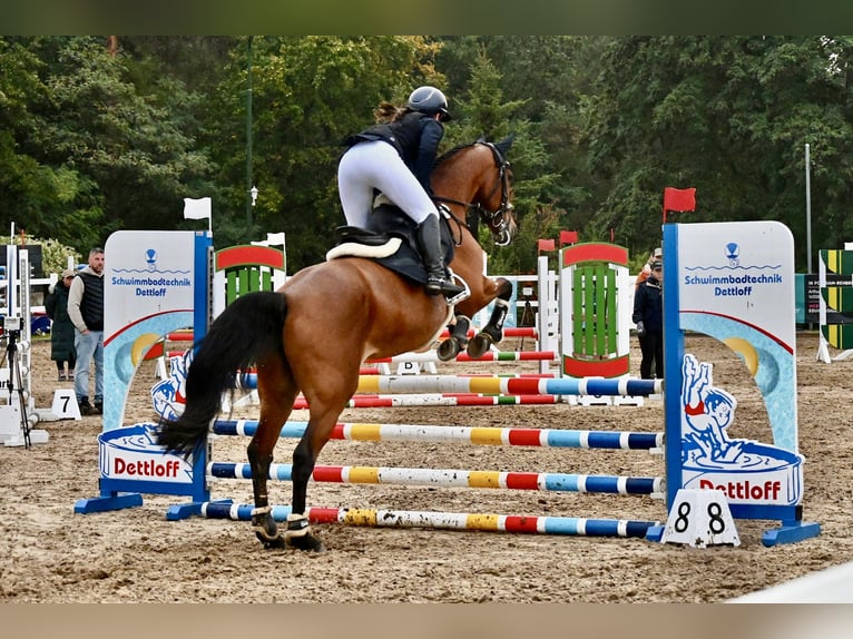 Holsteiner Stute 16 Jahre 163 cm Brauner in Teupitz