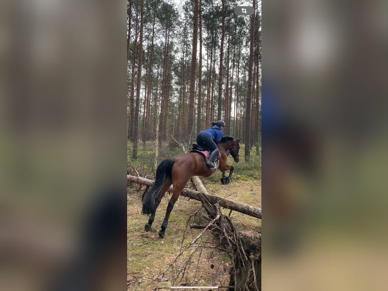 Holsteiner Stute 16 Jahre 163 cm Brauner in Teupitz