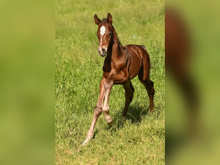 Holsteiner Stute 16 Jahre 164 cm Brauner in Dietfurt an der Altmühl