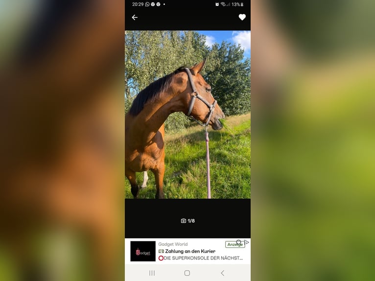 Holsteiner Stute 16 Jahre 165 cm Brauner in Westoverledingen